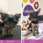 Cabinet veterinar COLORVET
