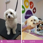 Servicii cabinet veterinar