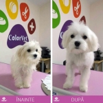 Servicii COLORVET